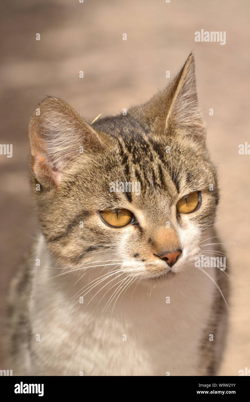 Cat, posing to the camera at a resting home in Aguascalientes, México. Stock Photo