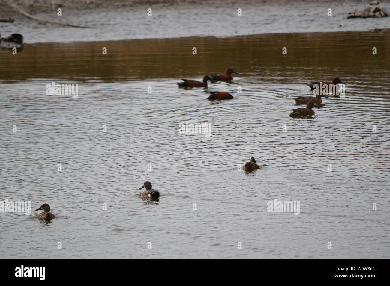 Ducks at a swamp/lake in Aguascalientes, México. Stock Photo