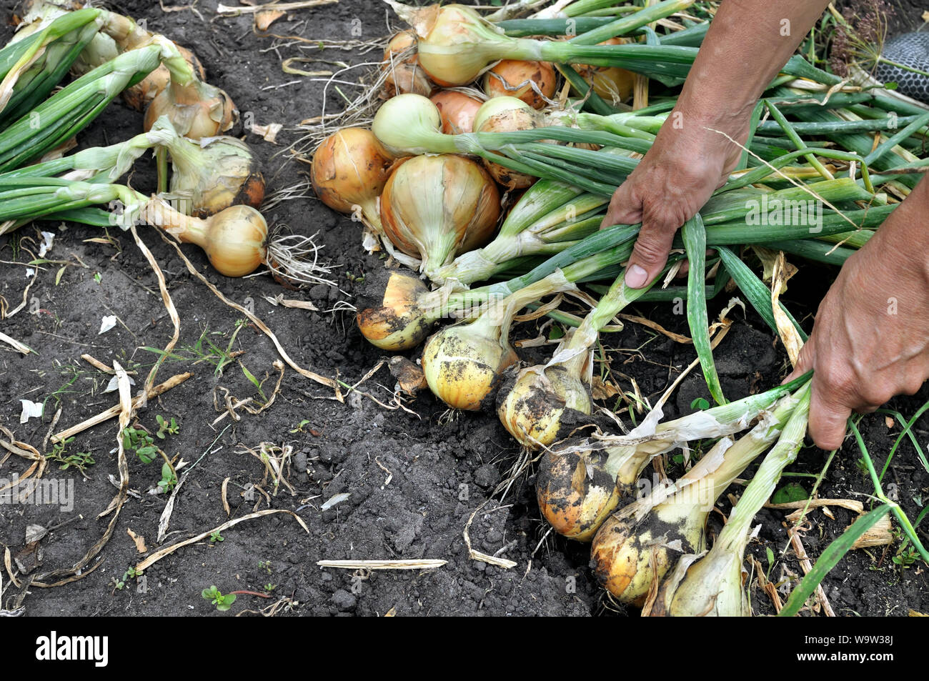 Farmer harvesting onion plantation hi-res stock photography and images ...