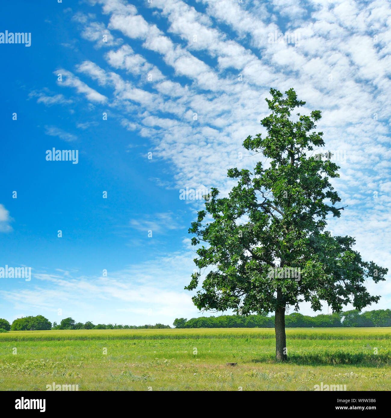 Oak tree on a green meadow and sky with light clouds Stock Photo - Alamy