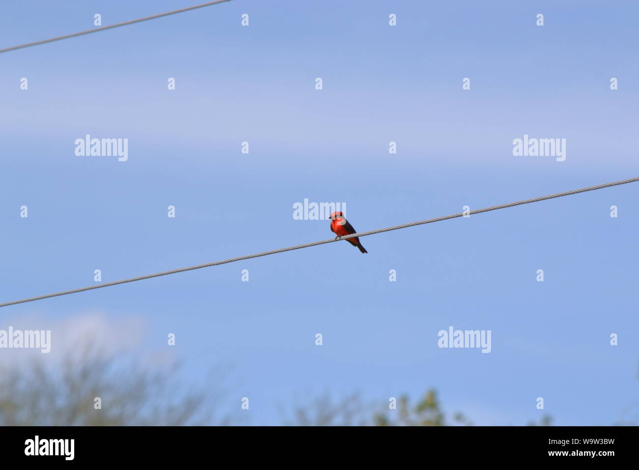 Red goldfinch singing. Stock Photo