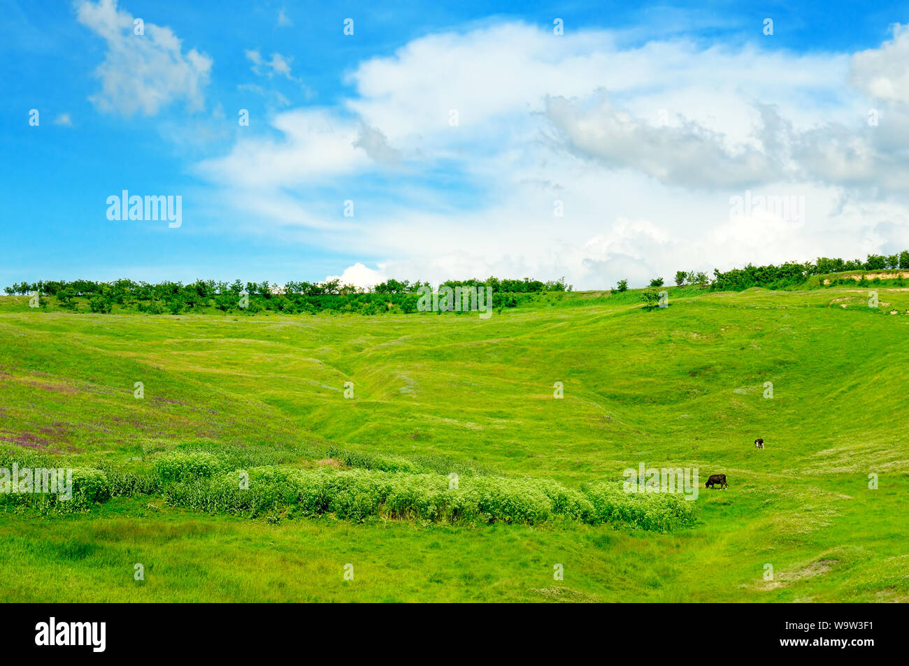 green field and blue sky with light clouds Stock Photo - Alamy