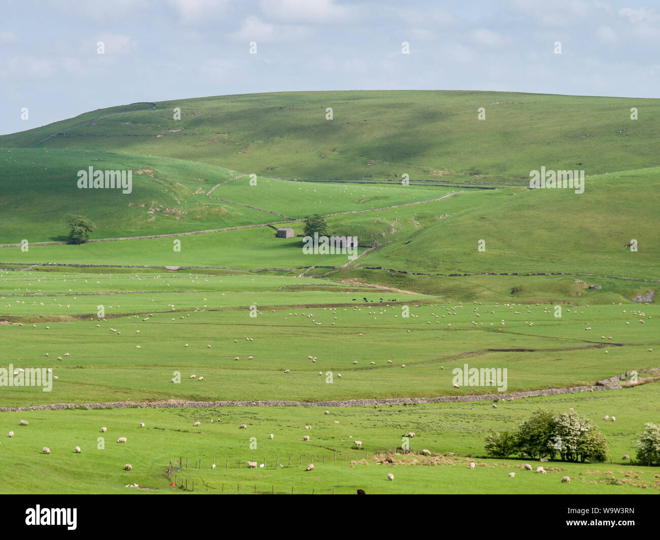 Sheep graze in pasture fields under Eldon Hill in the English Peak District. Stock Photo