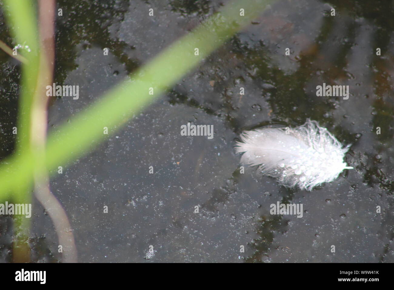 feather floating on water Stock Photo Alamy