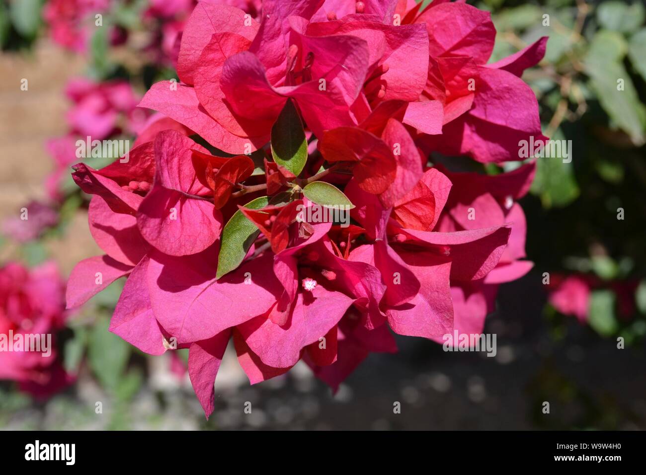 Flowers from a garden. Stock Photo