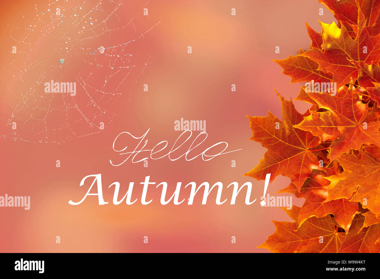 Hello Autumn card. Autumnal banner or postcard with bright orange canadian maple tree foliage and spider web with drops of rain or dew, text Stock Photo