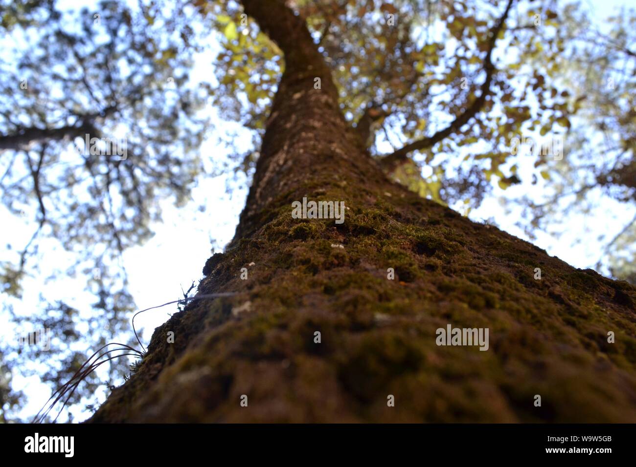 Trees from down up, at Valle de Bravo, México. Stock Photo
