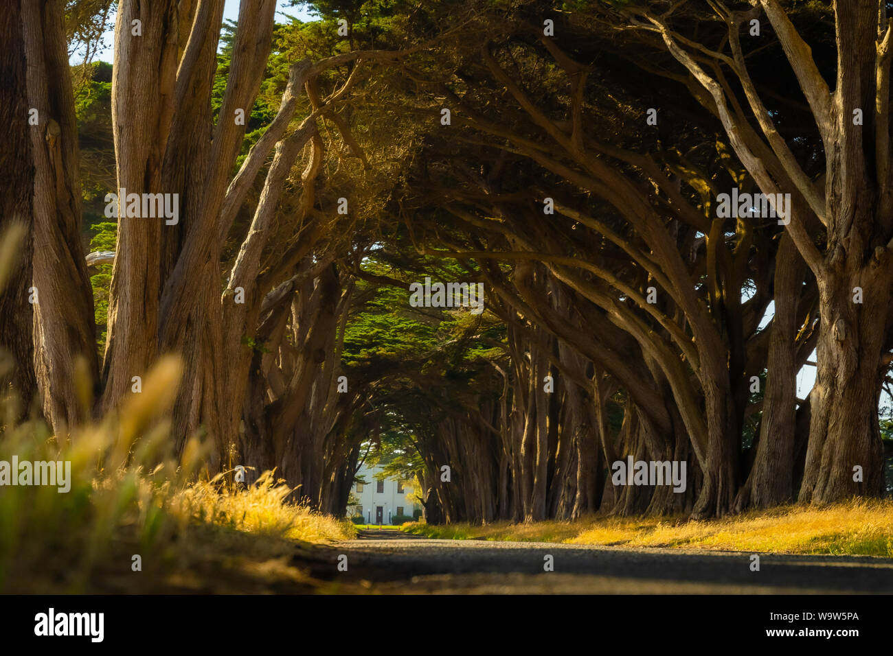 Tree tunnel on California Coast, Cypress, San Francisco, Bay Area, Nature, Natural tunnel Stock Photo