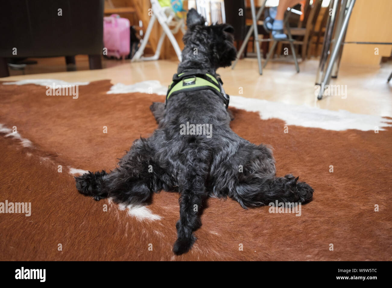 Black schnauzer dog resting on the floor. Stock Photo