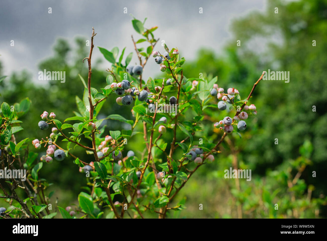 Blueberries on a blueberry bush in summer in Pennsylvania, USA Stock Photo Alamy