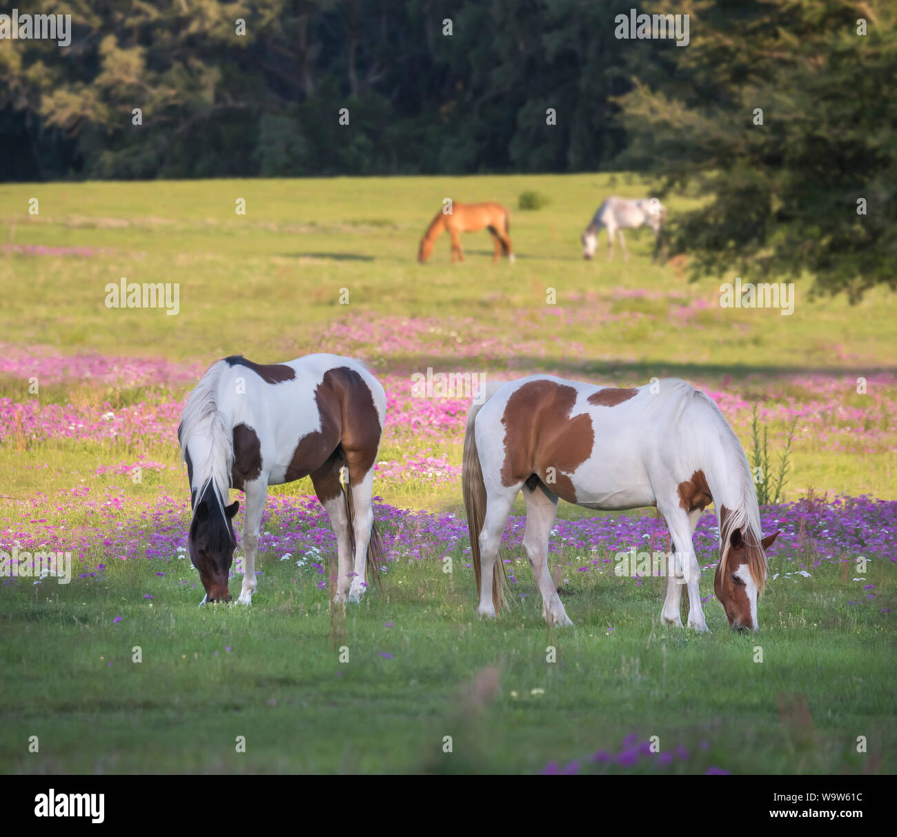 Pinto horses grazing wildflower field Stock Photo