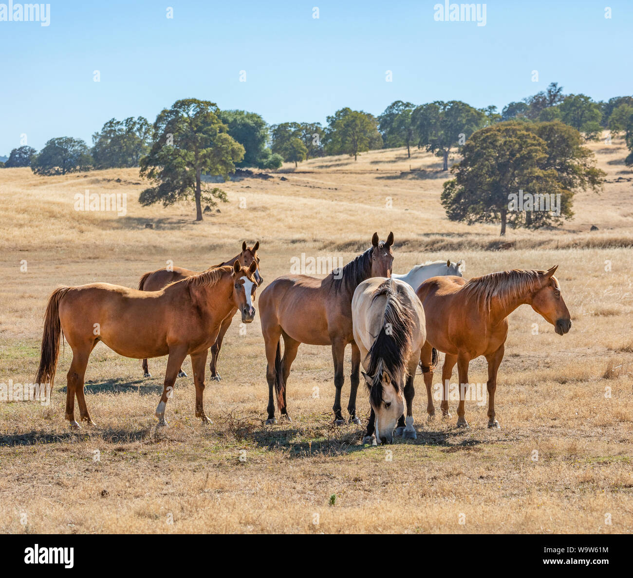Quarter horse herd in golden california pasture Stock Photo Alamy