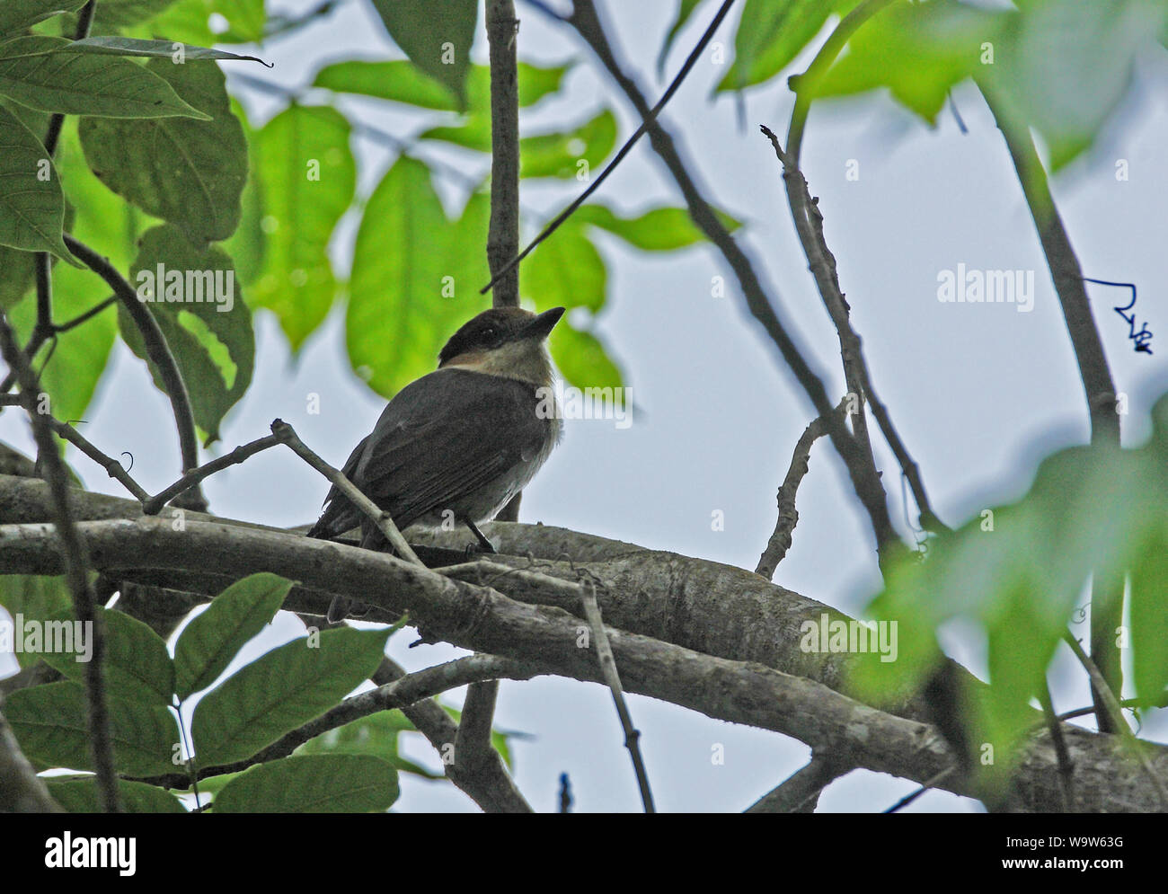 Jamaican Becard (Pachyramphus niger) adult female perched in tree, Jamaican endemic species  Blue Mountains, Jamaica                  March Stock Photo