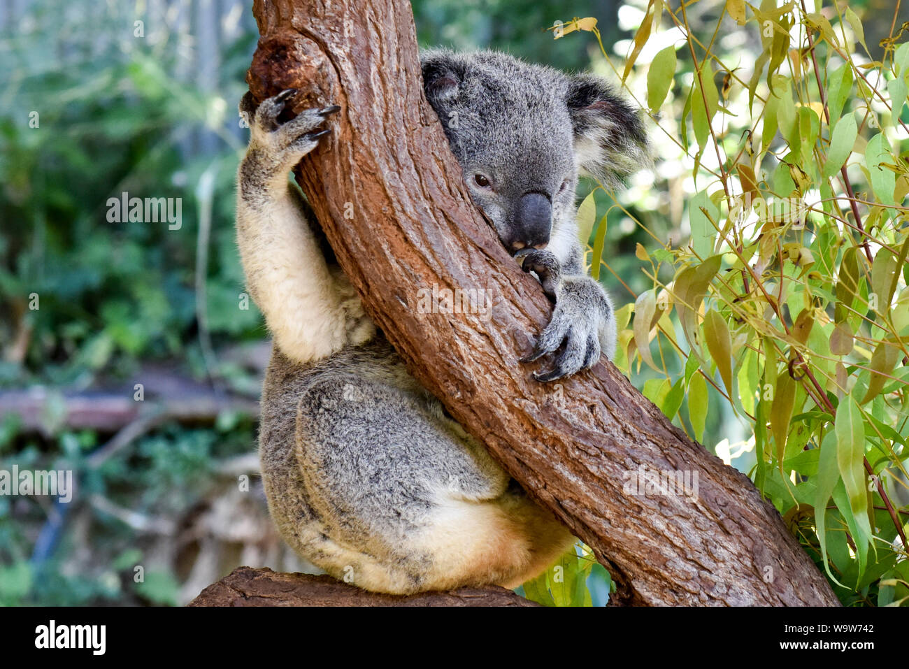Koala hanging in tree hi-res stock photography and images - Alamy