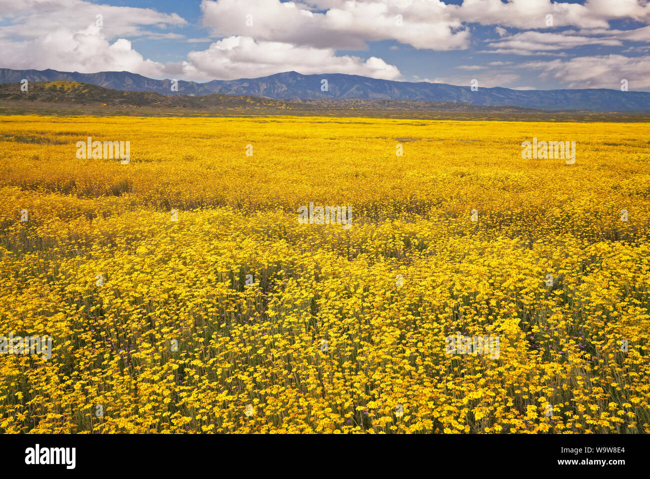 A palette of wildflowers carpet the Temblor Range during the spring Super Bloom in California’s Carrizo Plain National Monument. Stock Photo