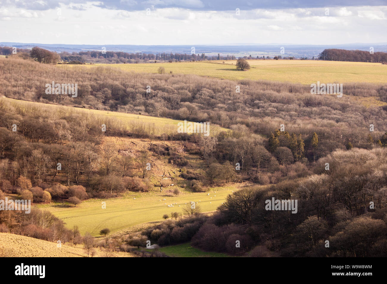 Woodland and sheep pastures fill the valley of Ashcombe high in the rolling chalk downland hills of Cranborne Chase in Wiltshire. Stock Photo