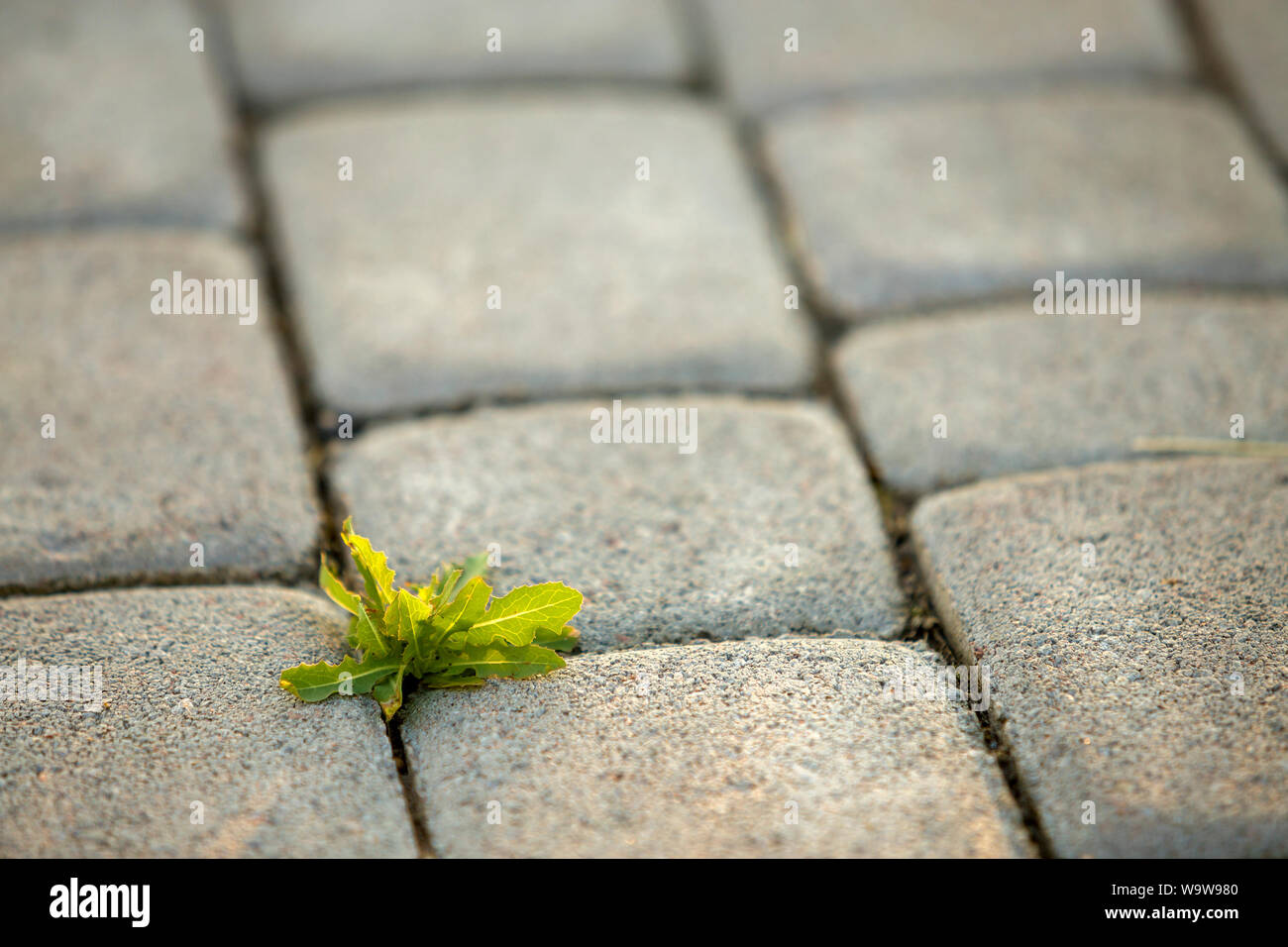 Weed plants growing between concrete pavement bricks. Stock Photo