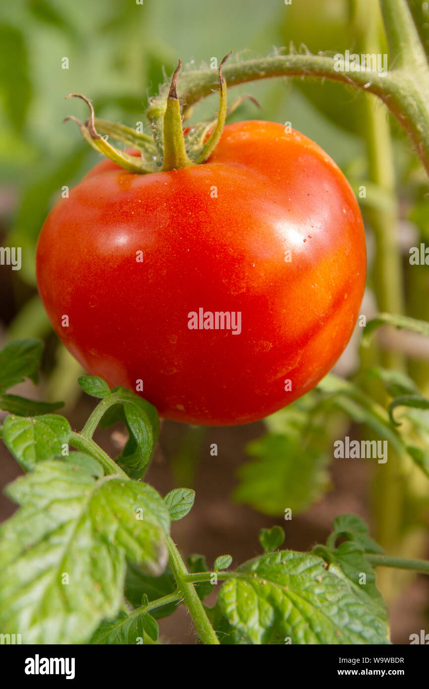 Red tomato hanging on a branch and Matures in the greenhouse Stock ...