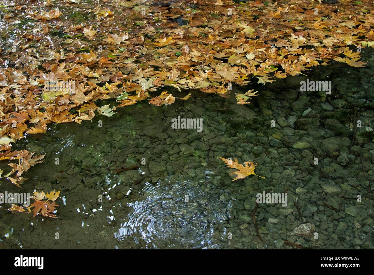 Plane tree leaves floating in the water of a river at Autumn season Stock Photo