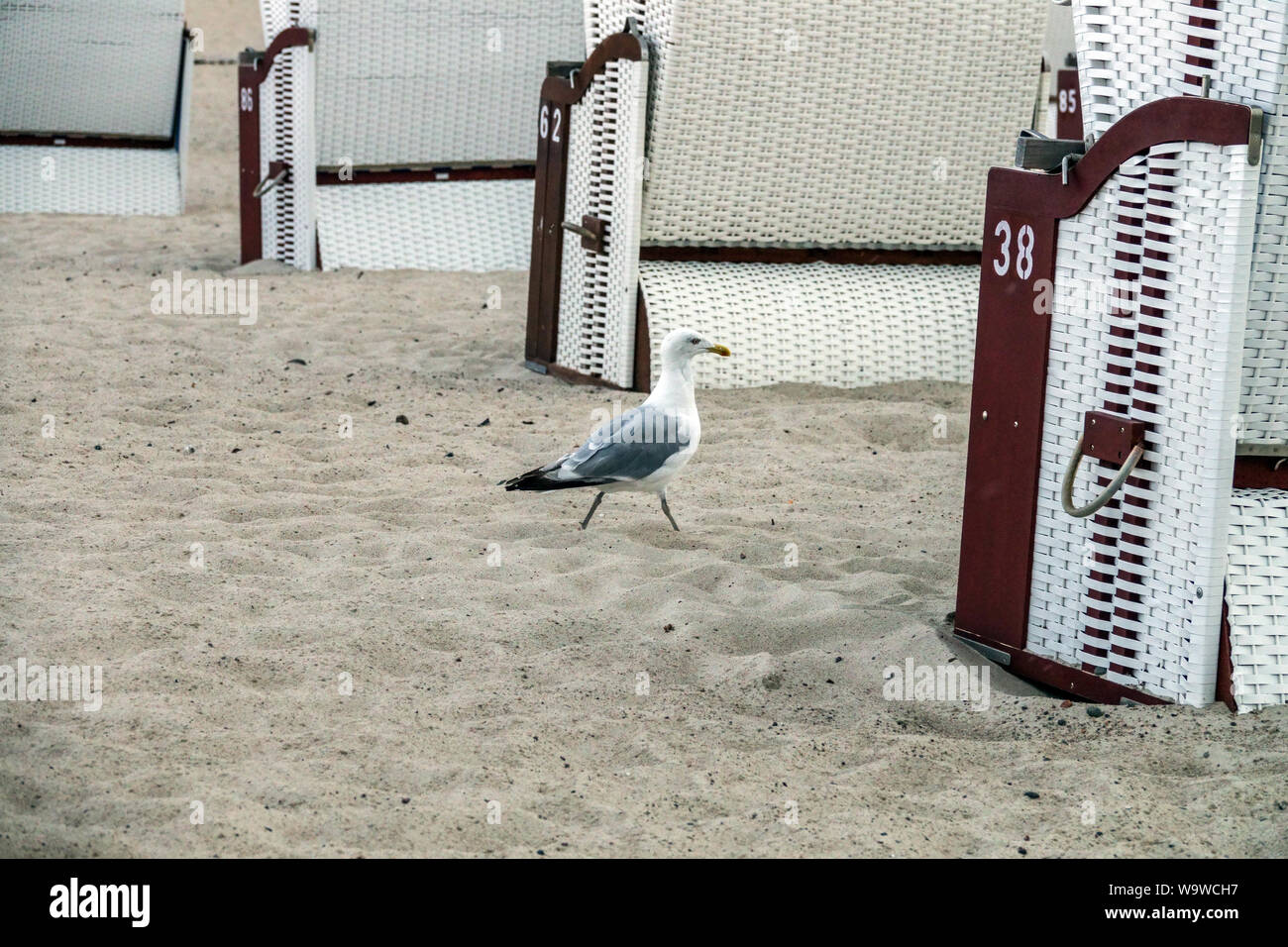 A seagull walks among beach chairs looking for something to eat, Warnemunde, Rostock Germany Stock Photo