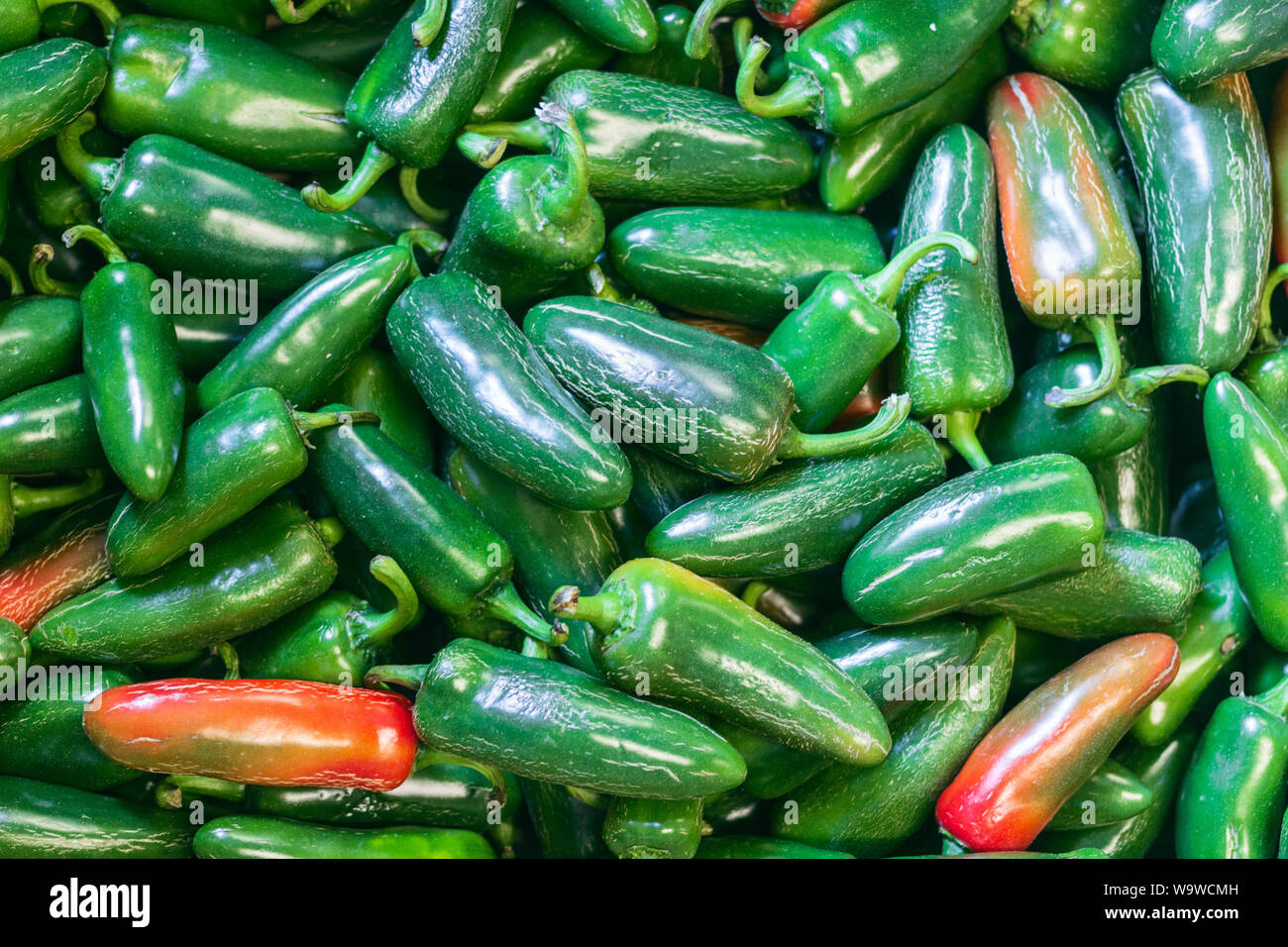 Jalapeno peppers (Capsicum annuum 'Jalapeño') wait to be distributed at the YMCA nutritional outreach hub in Asheville, NC, USA. Stock Photo