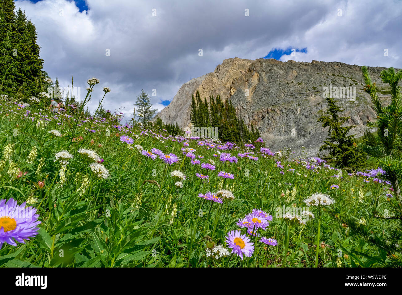 Wildflowers, Ptarmigan Cirque trail, Highwood Pass, Peter Lougheed