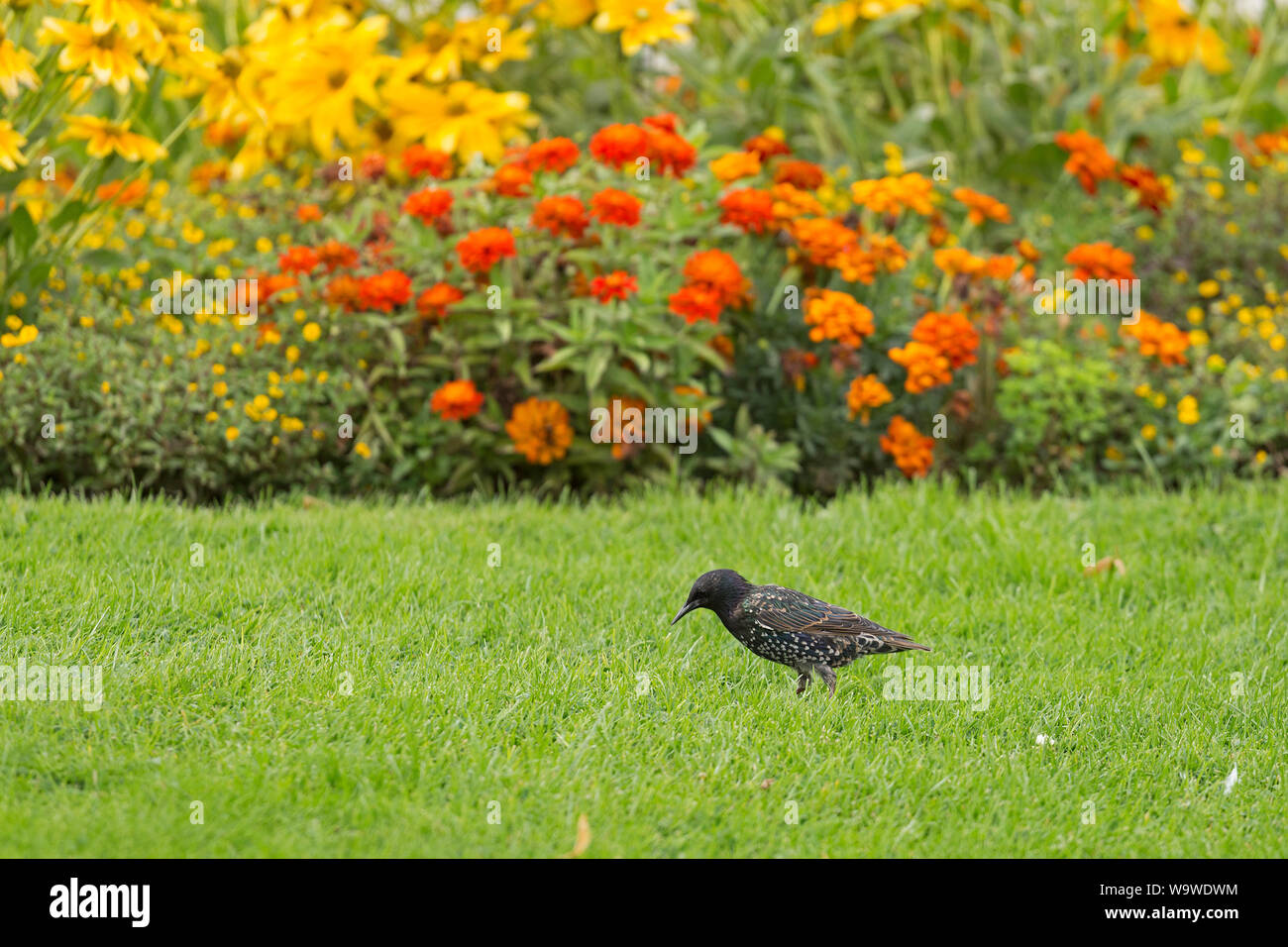 starling (Sturnidae) at a park, Warnemünde, Rostock, Mecklenburg-West Pomerania, Germany Stock Photo