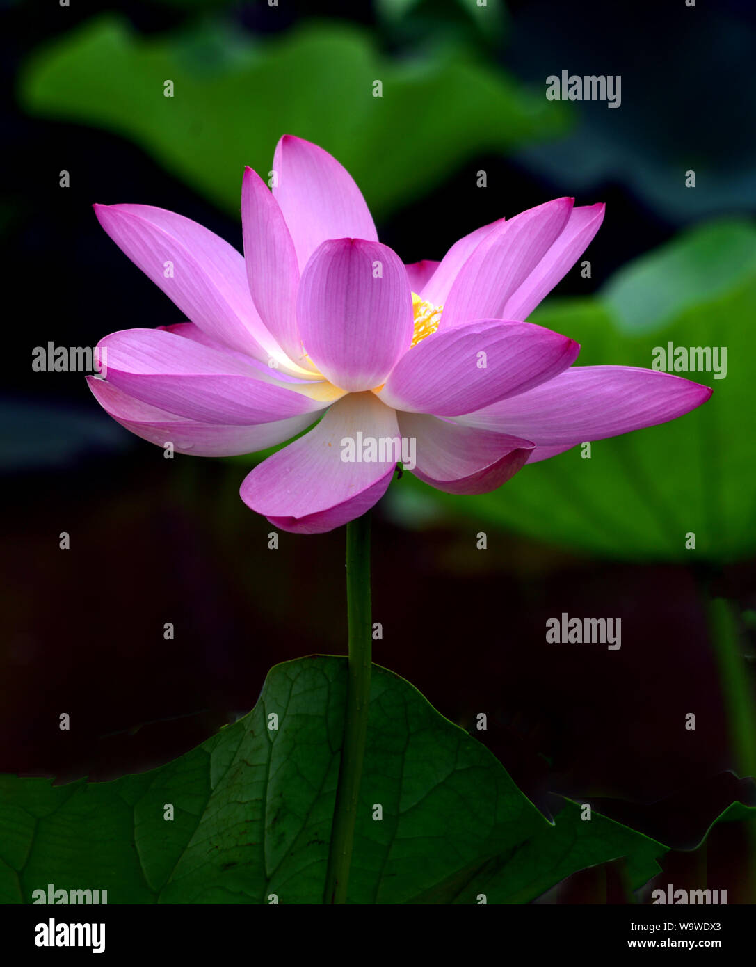 A pink lotus in full glory Stock Photo Alamy