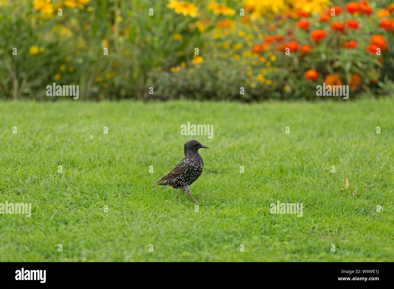 starling (Sturnidae) at a park, Warnemünde, Rostock, Mecklenburg-West Pomerania, Germany Stock Photo