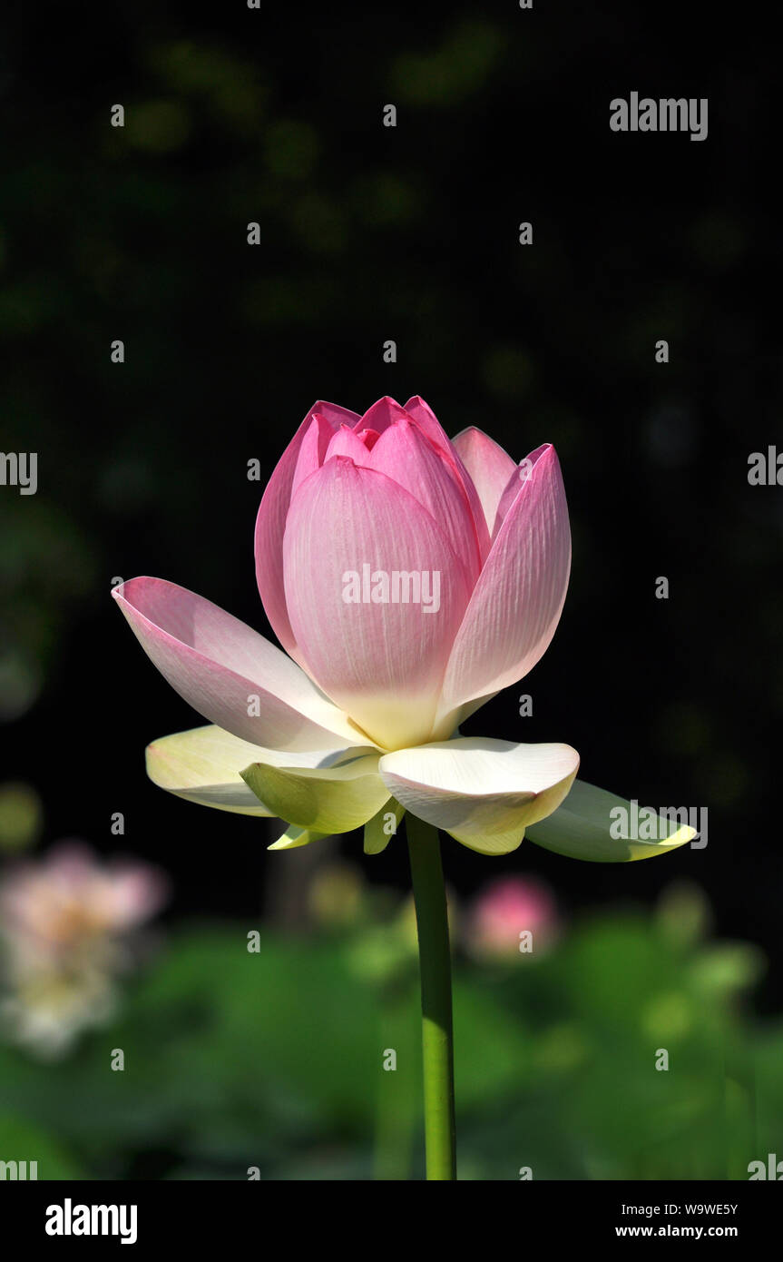 A lotus flower stands out in a pond Stock Photo Alamy