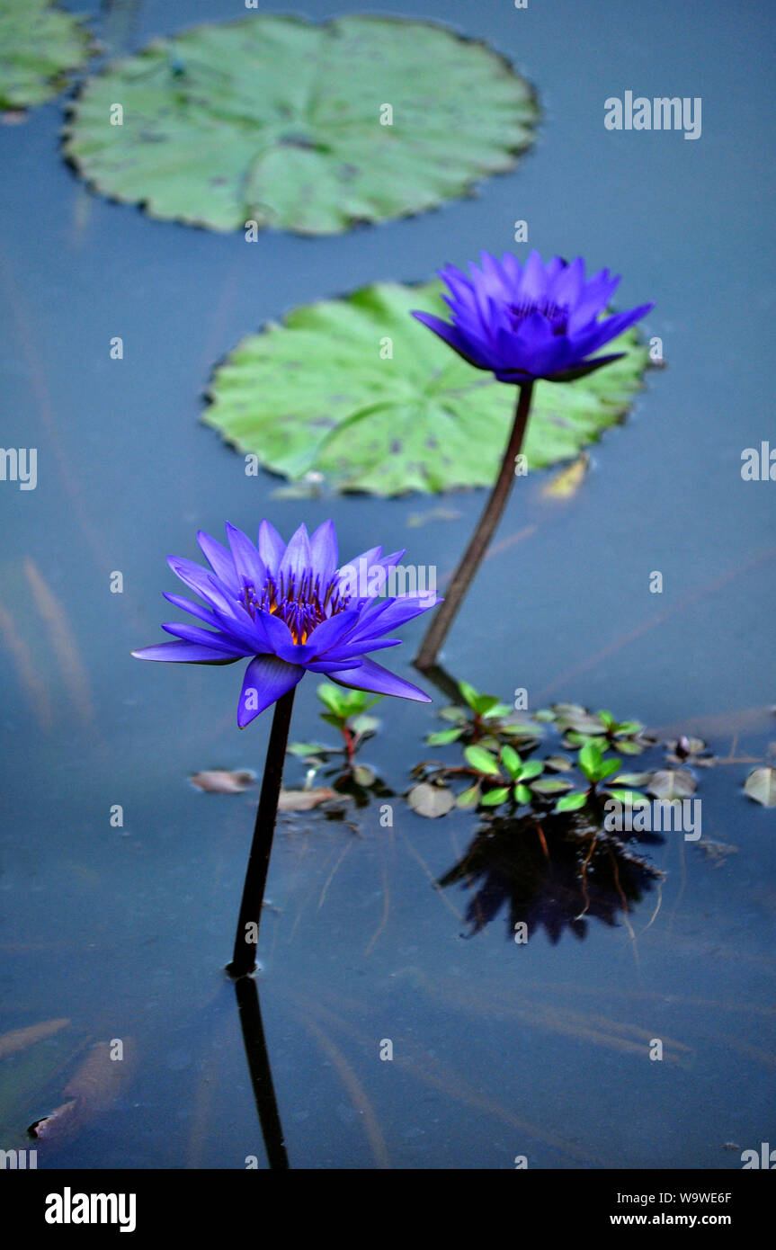 Sacred blue lily hi-res stock photography and images - Alamy