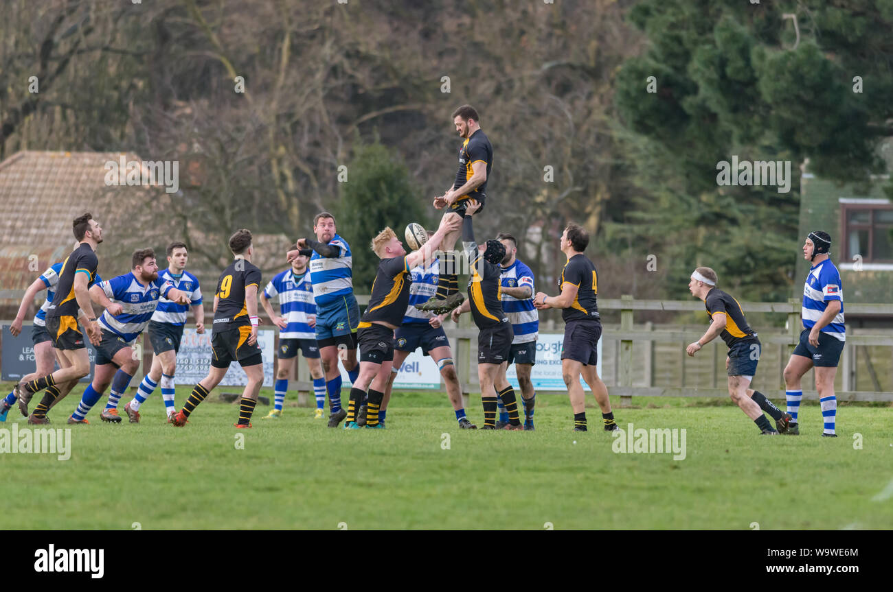 Jumping player lifted high above others during line out of amateur rugby match, with several players looking on. Stock Photo
