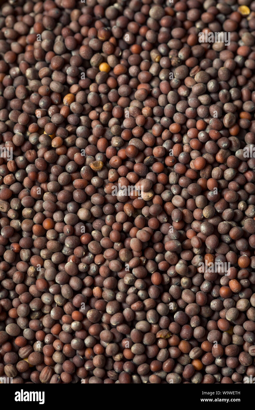 Brown mustard seeds hires stock photography and images Alamy