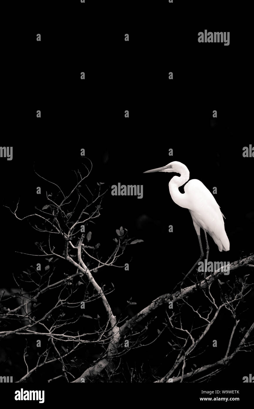 A great egret perches on low branches above a small lake off the Kinabatangan river in Sabah, Borneo Stock Photo