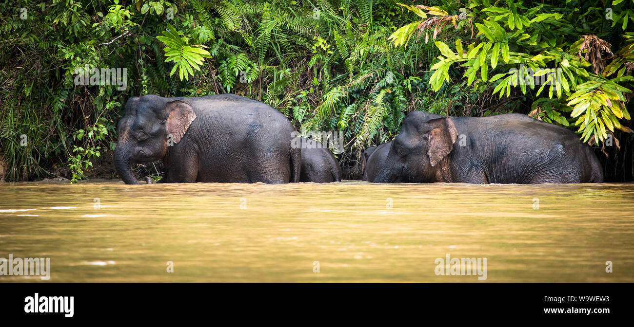 A group of pygmy elephants explore the edge of the Kinabatangan river in Sabah, Borneo Stock Photo