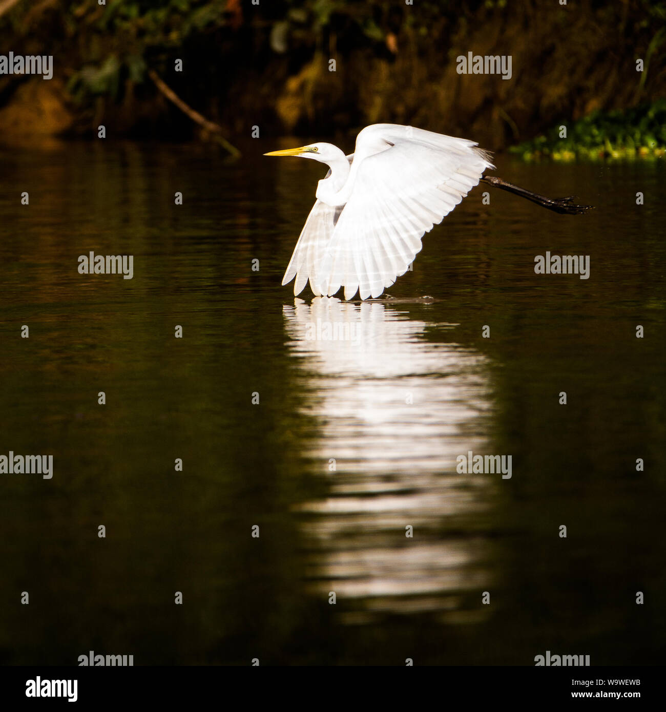 A Great Egret sets off into the skies from a perch next to the Kinabatangan river, in Sabah, Borneo. Stock Photo