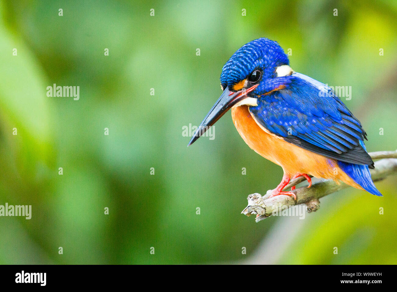 A stunning blue eared kingfisher found next to a calm pool off the main Kinabatangan river, in Sabah, Borneo Stock Photo