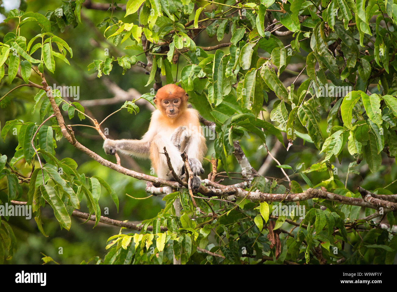 A young proboscis monkey in the trees around the Kinabatangan river, Sabah, Borneo Stock Photo