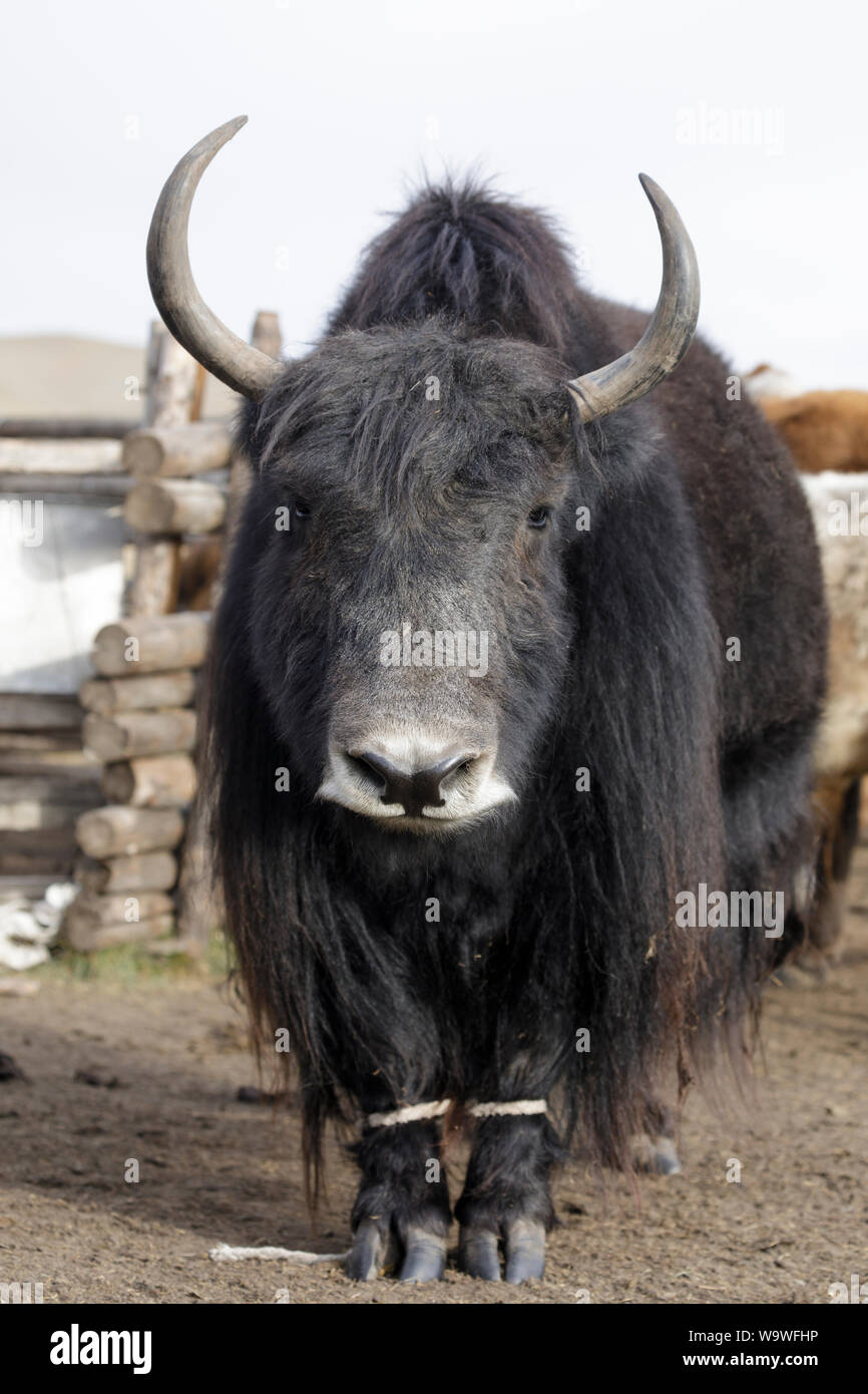 BULLS Yak Nappe Sauvage tibétain Bull photo animaux 