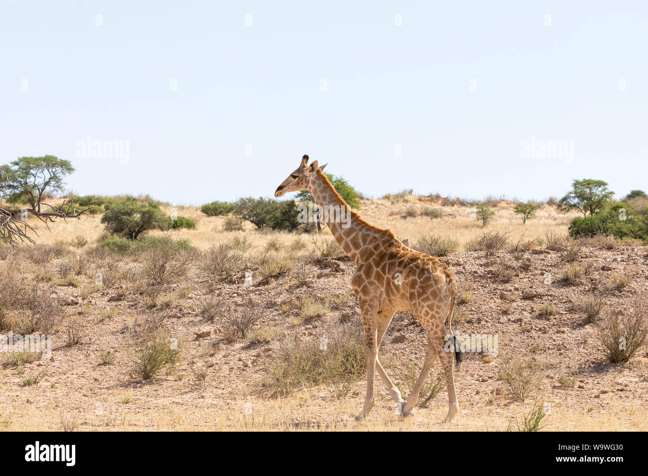 Giraffe , Giraffa camelopardalis, walking along the dry Auob Riverbed, Kgalagadi Transfrontier Park, Northern Cape, South Africa Stock Photo