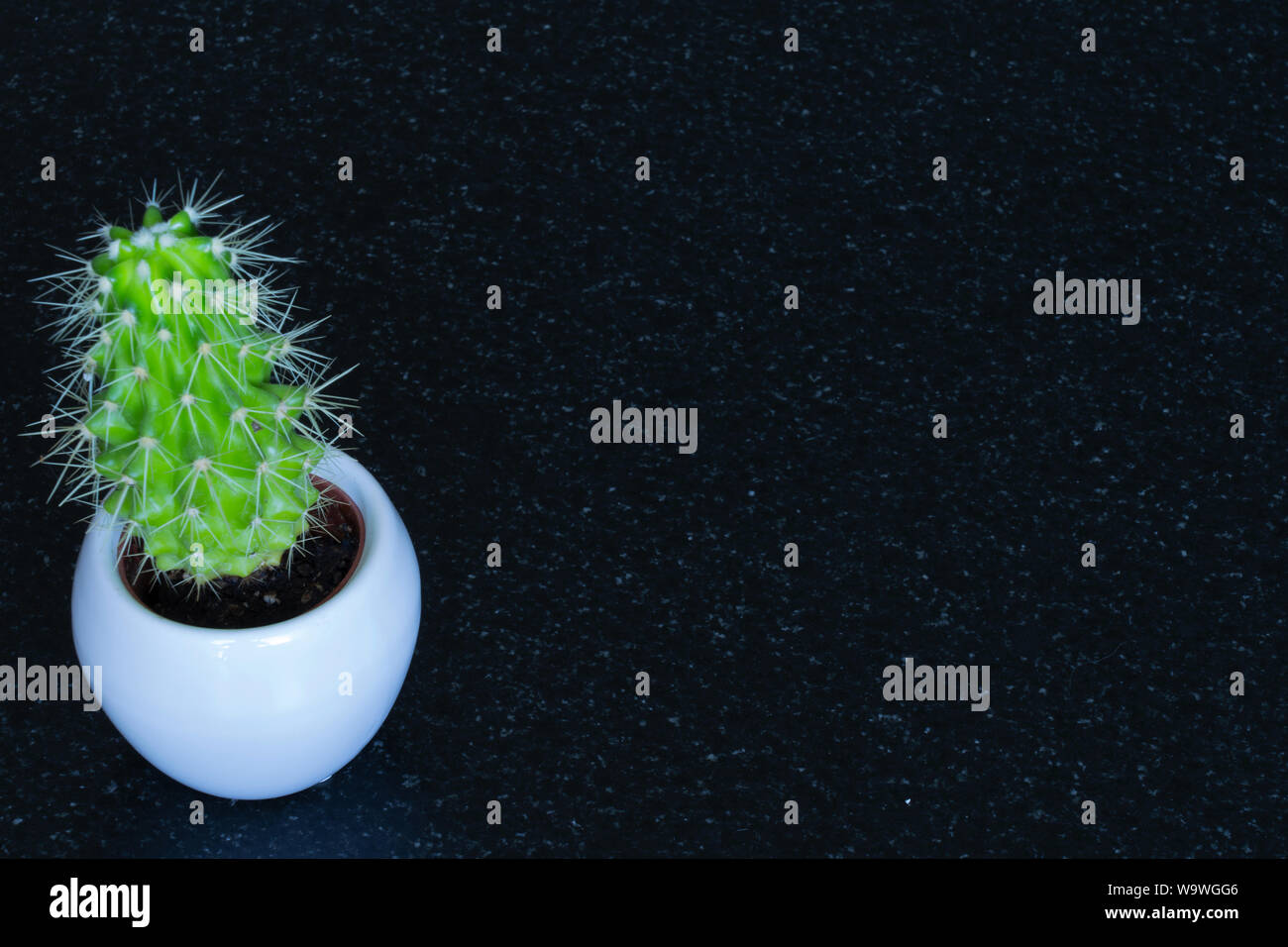 a small green cactus in a white ceramic pot on a black marble table Stock Photo