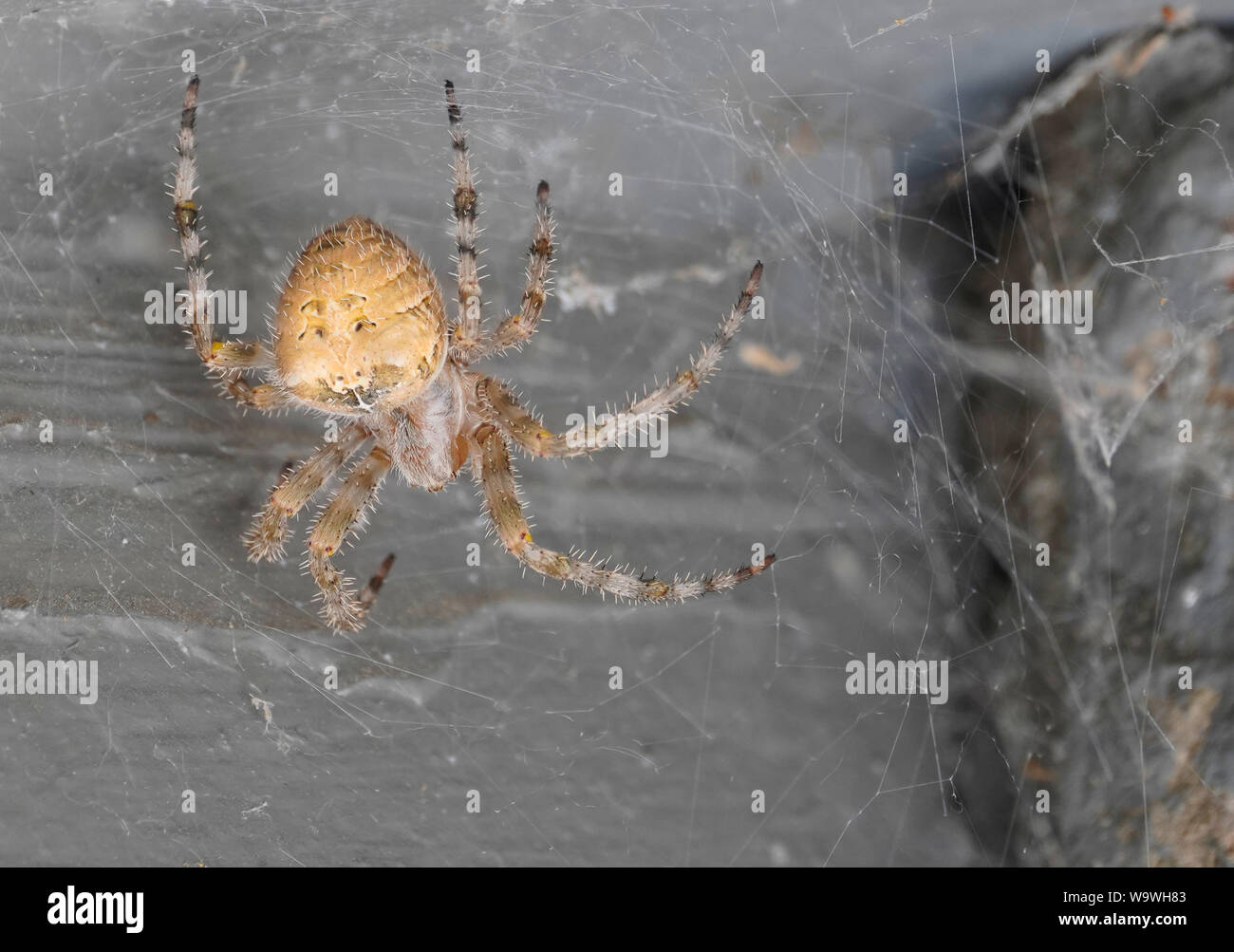 A very large Orb spider deciding to take a web walk during the early morning. Stock Photo