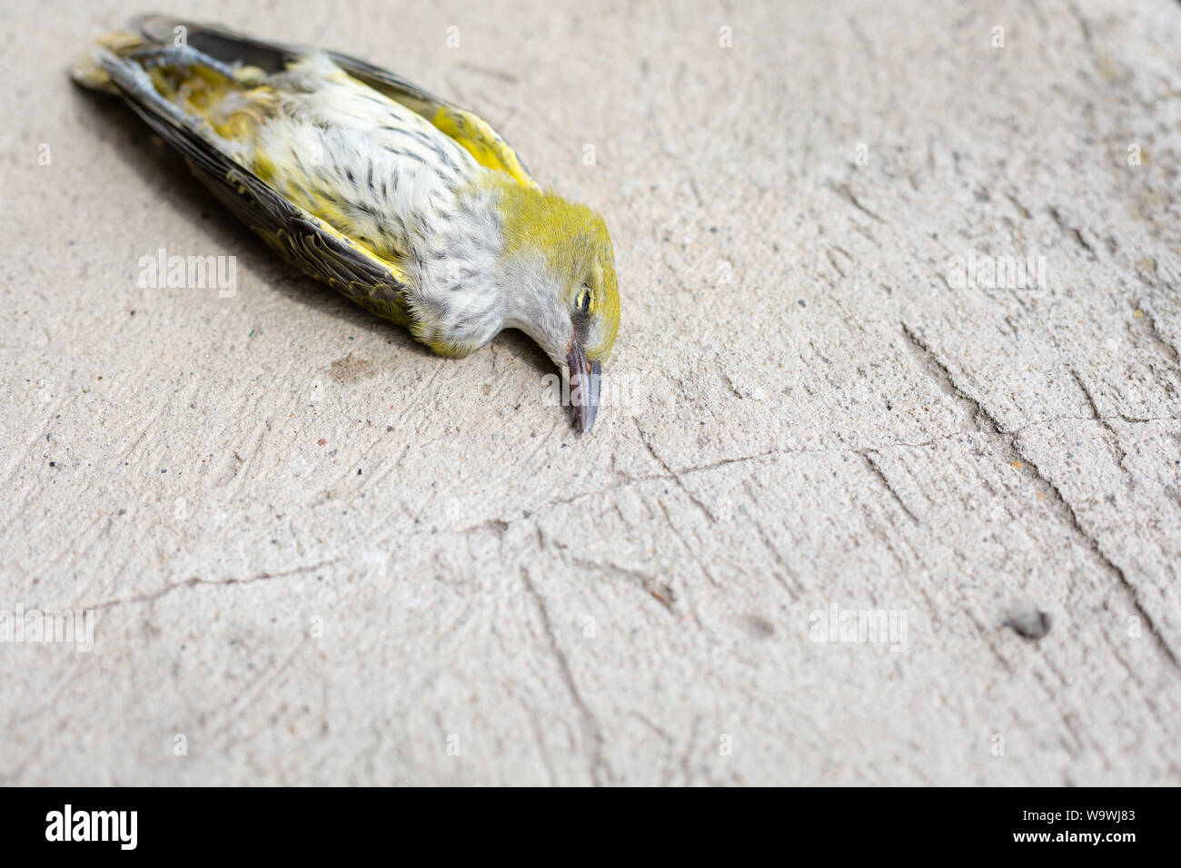 Eurasian golden oriole dead bird (Oriolus oriolus) or simply golden oriole on gray concrete Stock Photo