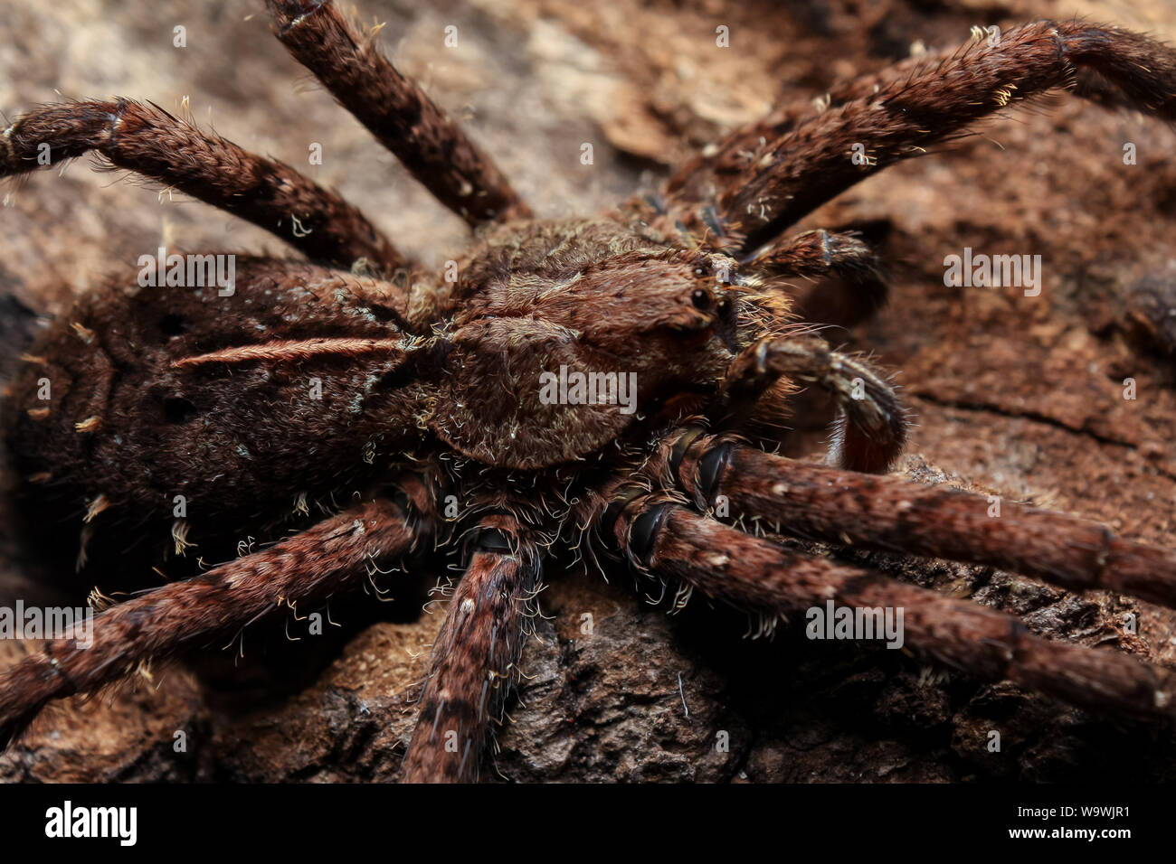 Macro of an Enoploctenus wandering spidre from the atlantic forest in Brazil with legs stretched over a wooden log Stock Photo