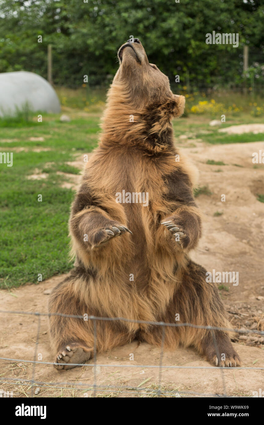 The Sequim Game Park famous waving grizzly bears. Sequim, Washington