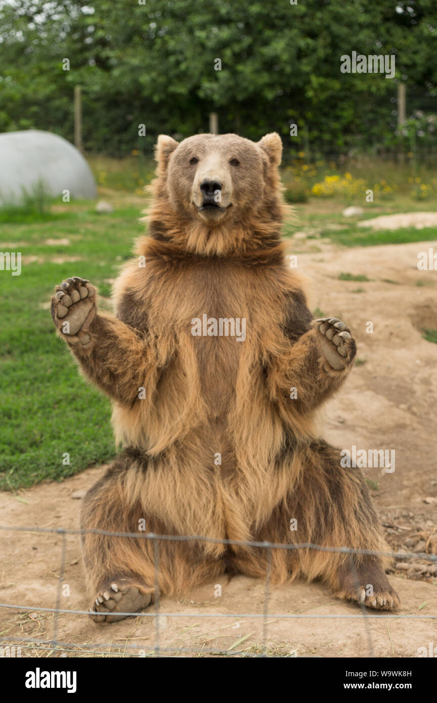 The Sequim Game Park famous waving grizzly bears. Sequim, Washington