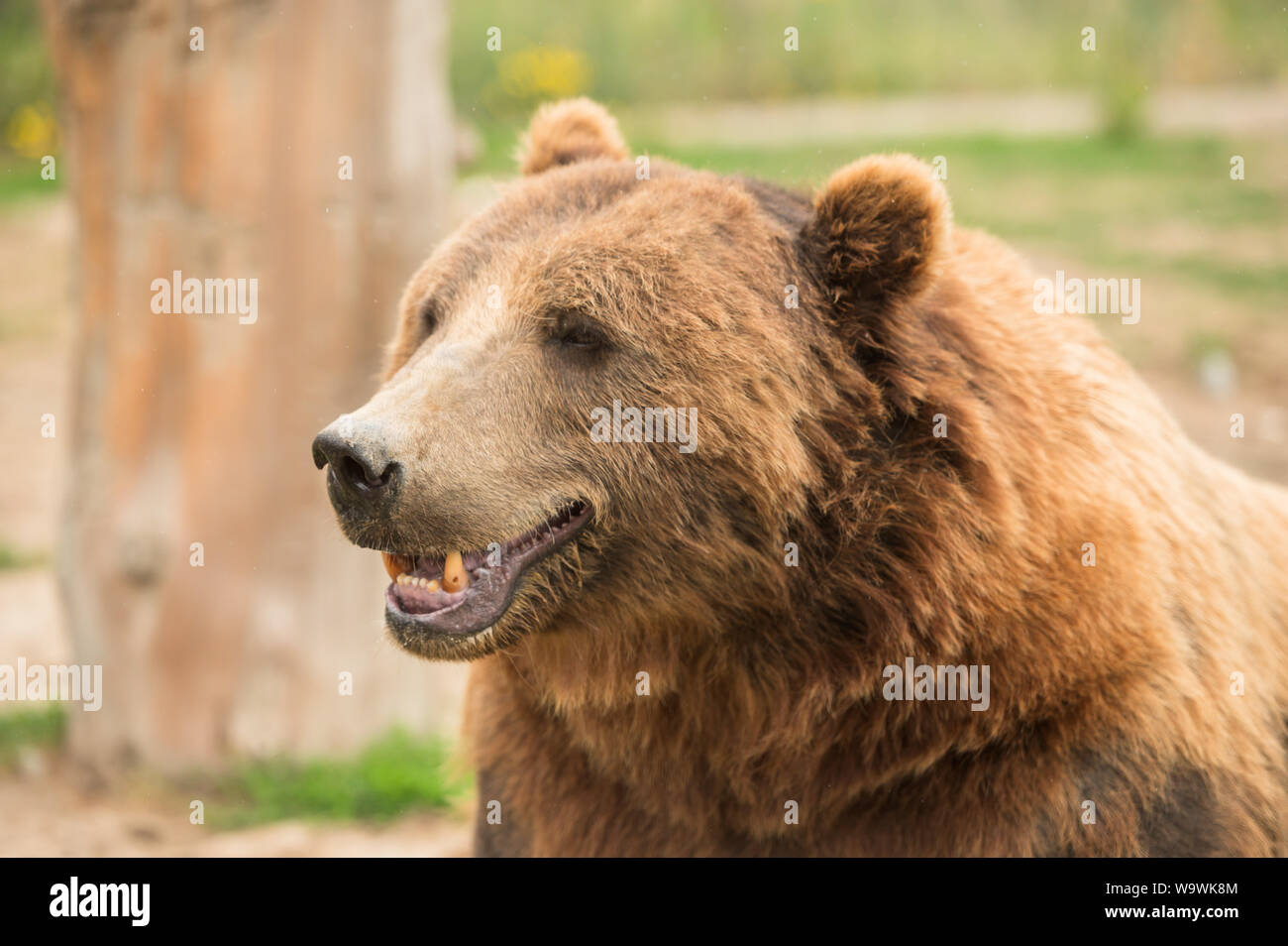 The Sequim Game Park famous waving grizzly bears.  Sequim, Washington State, USA. Stock Photo