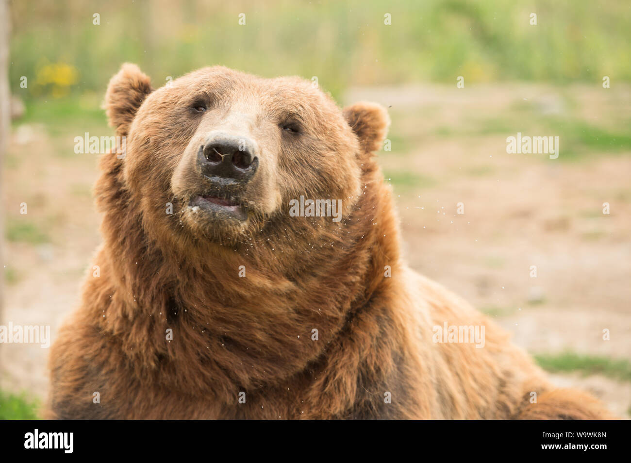 The Sequim Game Park famous waving grizzly bears. Sequim, Washington