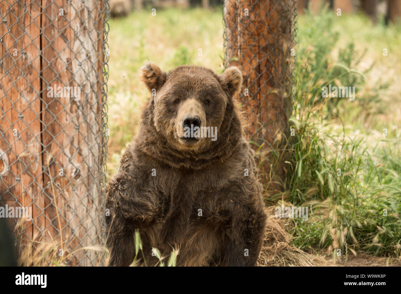 The Sequim Game Park famous waving grizzly bears. Sequim, Washington
