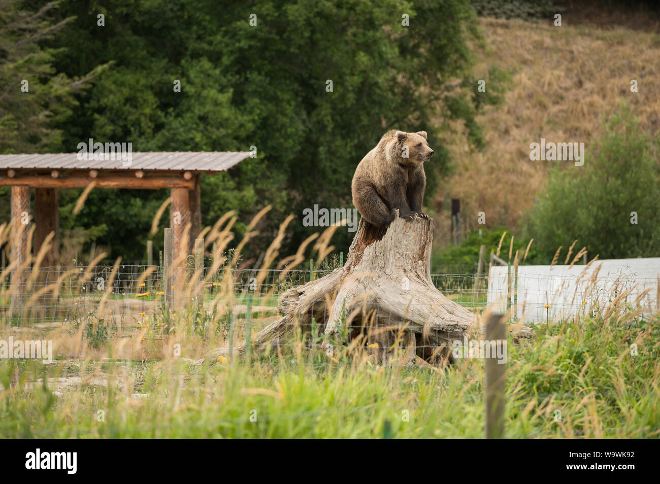 The Sequim Game Park famous waving grizzly bears.  Sequim, Washington State, USA. Stock Photo